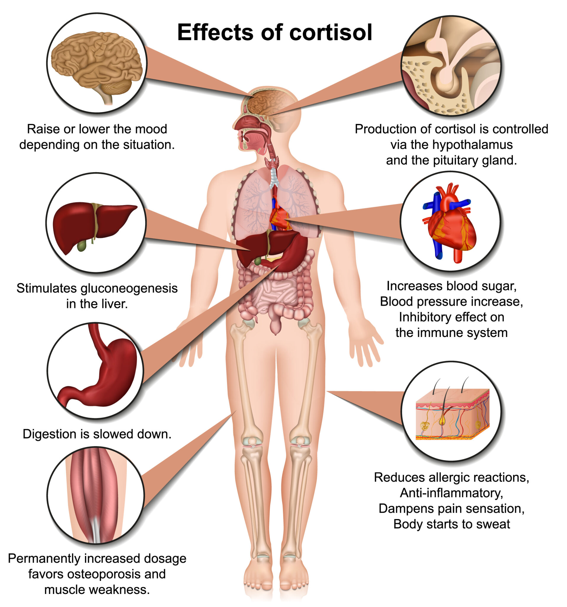 cortisol-not-as-bad-as-you-might-think-virtusmindset