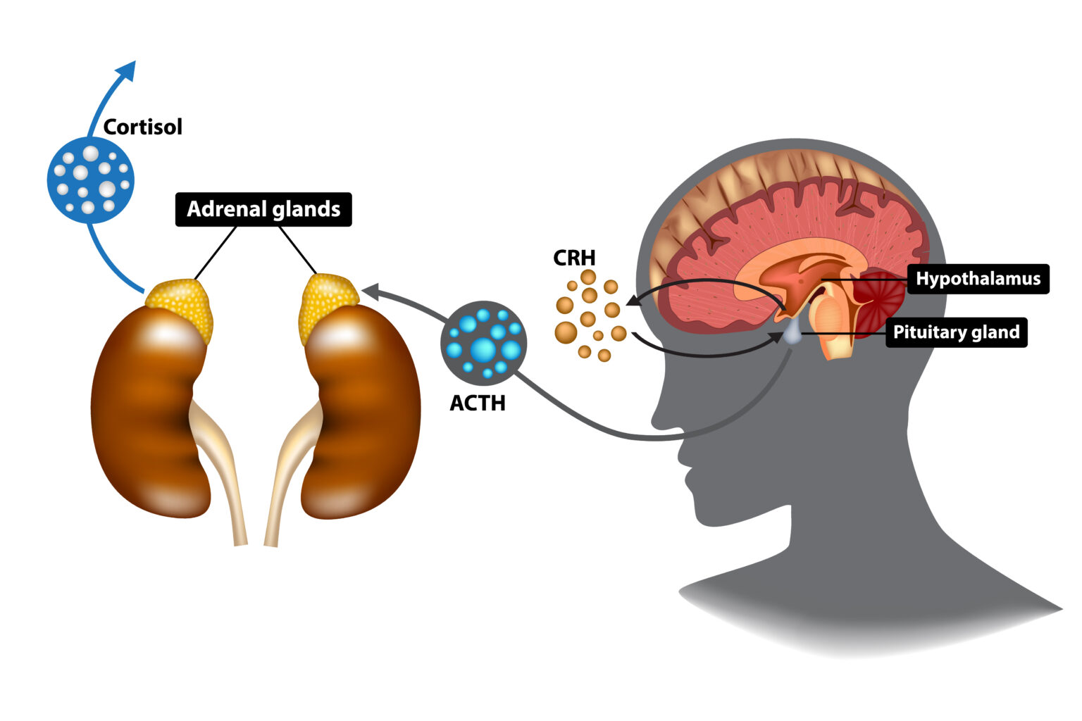 cortisol-not-as-bad-as-you-might-think-virtusmindset